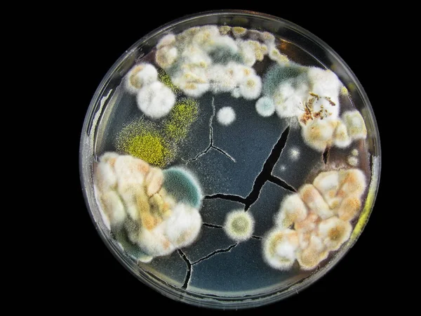 Płytka Petriego Pleśń Różne Rodzaje Grzybów Aspergillus Acremonium Cladosporium Pleśń Zdjęcie Stockowe
