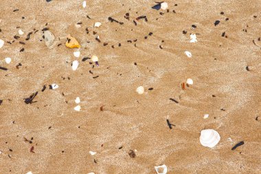 Deniz kenarında deniz kabukları ve çakıl taşları yakın çekim görüntüsünde. yaz arkaplanı