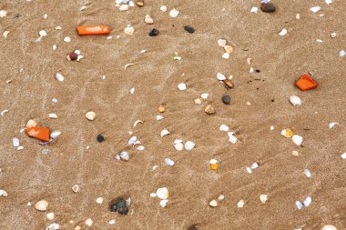 Deniz kenarında deniz kabukları ve çakıl taşları yakın çekim görüntüsünde. yaz arkaplanı