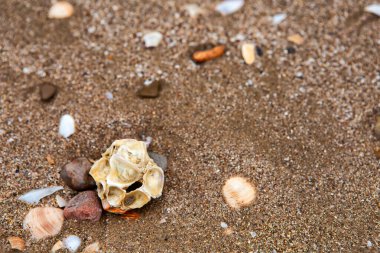 Deniz kenarında deniz kabukları ve çakıl taşları yakın çekim görüntüsünde. yaz arkaplanı