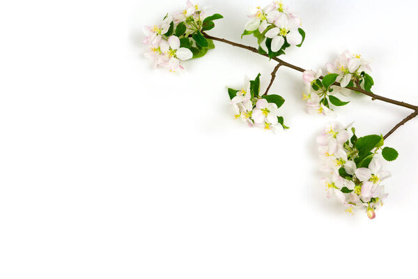Branch of spring apple blossom on a white background. place for text. isolate