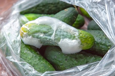 Torbada küflü bozulmuş salatalıklar, çürümüş yemekler, mesajlaşma yeri.