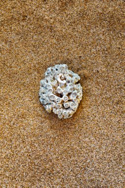 Ünlem işareti, soru, nokta, çizgi, eksi, artı, deniz kabukları ve kumdaki alfabe için. Kumdaki deniz kabuğu alfabesi. deniz harfleri İspanyol alfabesi