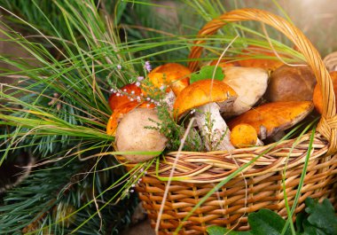 Forest picking mushrooms in wickered basket top view copy space. Fresh raw mushrooms clipart