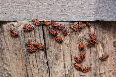 Eski ağaçtaki Kazakların kırmızı böceği.
