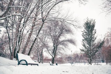 Karlı şehir parkı. Karda ağaçlar ve çalılar. Kışın parktaki banklar ve ara sokaklar. kış parkı