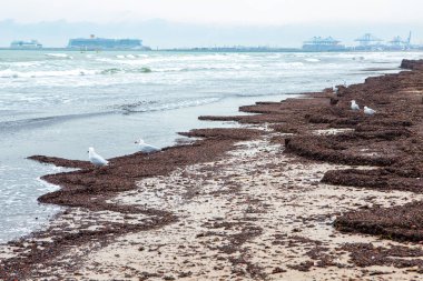 Kumsalda kumlu bir sahil, bulutlu bir gökyüzünün altında dalgaların aktığı kahverengi deniz yosunlarıyla kaplıdır..