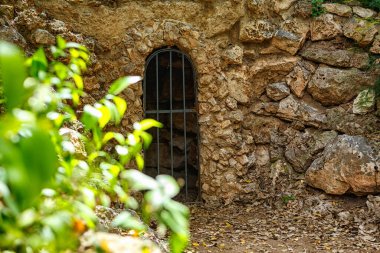 Parlak renkli portakallar, gün ortasında serpilen bir bahçede yeşil yaprakların arasında uzanır..