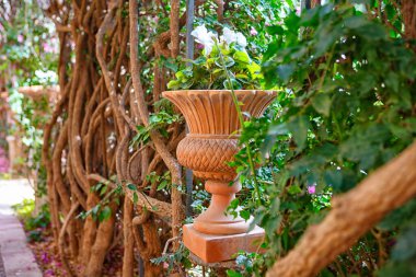 İspanya, Valencia, 29 Mart 2024, sakin bir bahçe yolu yemyeşil ve güzel çiçek açan sarmaşıklarla dolu, barışçıl bir geri çekilme yaratıyor..