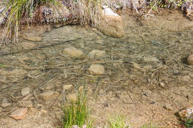 A serene stream flows gently over pebbles, with grass and reeds lining the edges under bright daylight. clipart