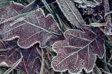 Leaves blanketed in frost lie on the ground, creating a beautiful contrast against the dry grass in a chilly morning. clipart