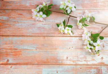 Tahta bir arka planda çiçek açan bir bahar dalı. metin için yer.