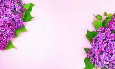 Pembe arka planda güzel koyu mor leylak, mor arka plan, selamlaşma için arka plan, tebrik kartı, anneler günü. Kadınlar Günü, bahar arkaplanı, metin yeri, üst görünüm