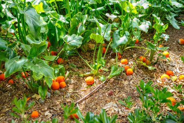İspanya, Valencia, 29 Mart 2024: Parlak renkli portakallar, gün ortasında yeşeren bir bahçede yeşil yaprakların arasında uzanır..