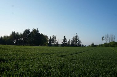 yeşil çimenler tarlada