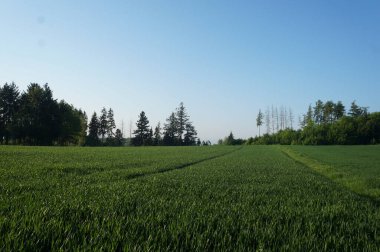 Buğdaylı yeşil tarla