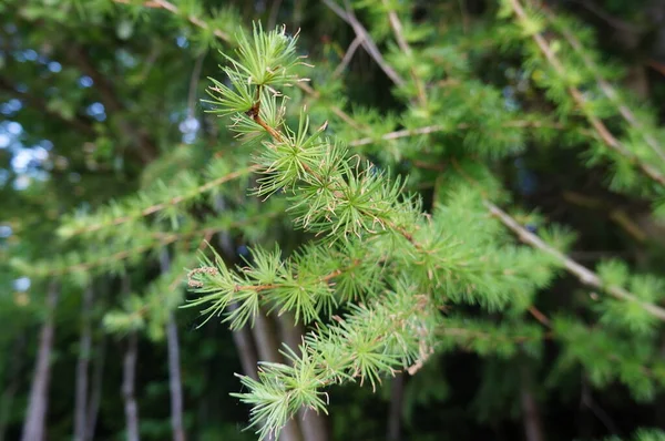Groene Dennenboom Tak Met Naalden Het Bos — Stockfoto