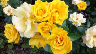 Bahçedeki güzel sarı güller