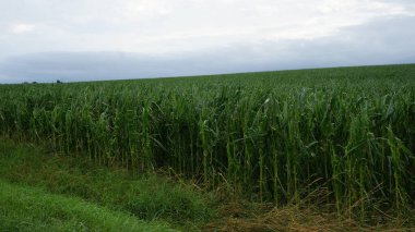 yeşil çimenler tarlada