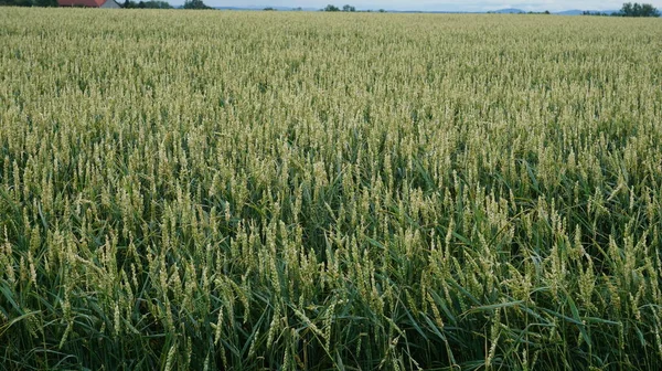 田舎の緑の小麦畑は — ストック写真