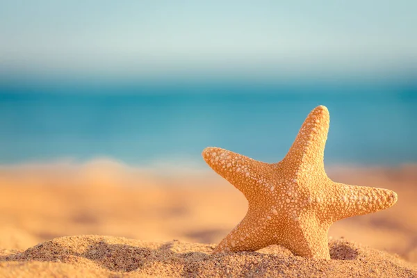 蓝海蓝天背景下的海滩上的海星 暑假的概念 — 图库照片
