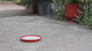 Bir tabak süt ve kedi yavrusu.