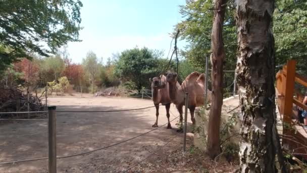 Верблюды Едят Ветви Замедленного Движения Лесу — стоковое видео