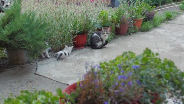 Familia Gatos Jugando Patio Plantas — Vídeo de stock