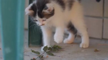 Yaprakları yakın olan kedi örümcek ağı ve örümcek dalıdır.