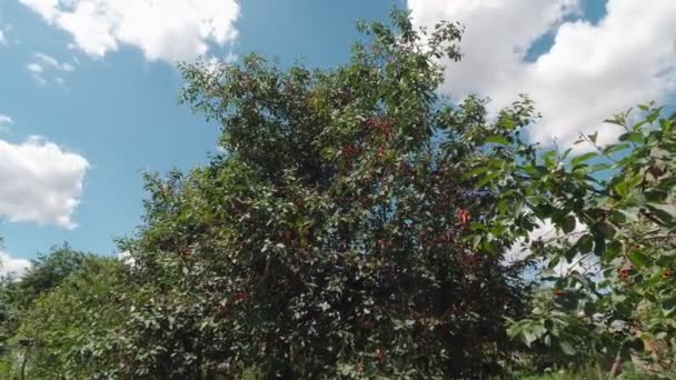 Дерево Ягодами Вишні Саду — стокове відео
