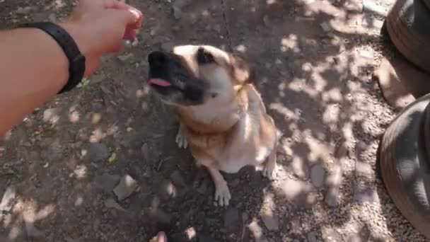 Рука Ласкает Собаку Цепи Замедленного Движения Открытом Воздухе — стоковое видео