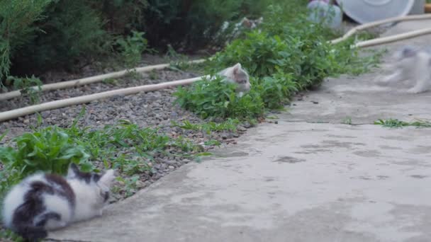 Kocięta Biegają Skaczą Bawiąc Się Podwórku — Wideo stockowe