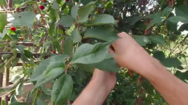Manos Recogiendo Cerezas Pov Trabajo Cámara Lenta Jardín — Vídeos de Stock