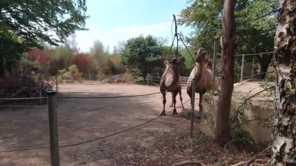 Верблюды Едят Ветви Лесу — стоковое видео