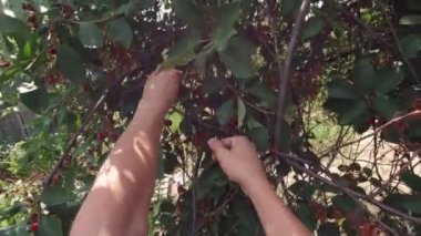 Erkek eli kiraz toplarken kişisel bakış açısı