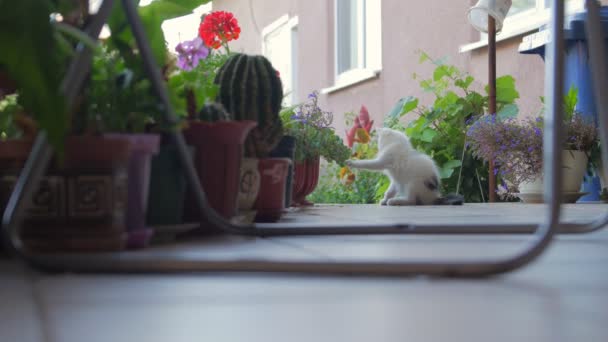 Koťátko Hraje Květinou Venku — Stock video