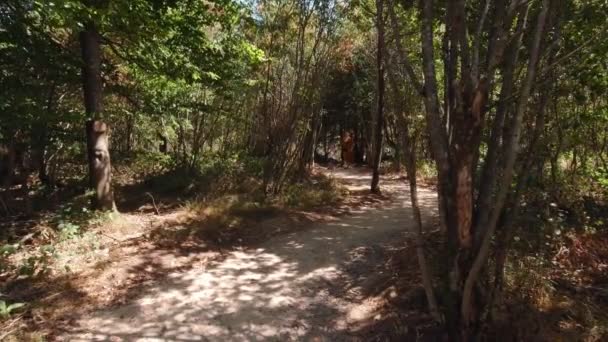 Mujer Niño Están Caminando Bosque Cámara Lenta Las Sombras Los — Vídeo de stock