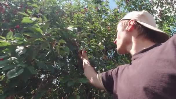 男は木からさくらんぼを摘んで食べる — ストック動画