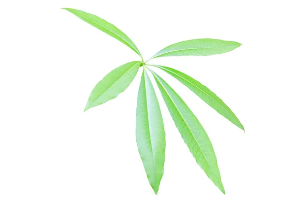 Green Leaf Clipping Path Isolated White Backgroun — Stock Photo, Image