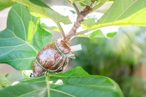 Propagation Fiddle Leaf Fig Plante Greffée Sur Une Branche Figue — Photo