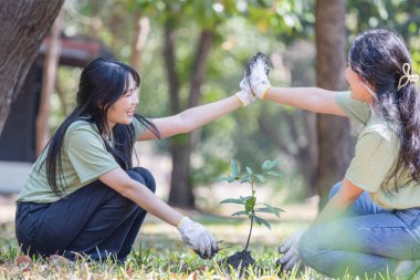 Gönüllü kadınlar ağaç dikmeye hazırlanıyor. Genç kadınlar gönüllü ağaç dikiyor. Yardım için parka gönüllü bir kadın.