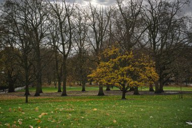 Yeşil Park 'ta yüksek çıplak ağaçlarla çevrili küçük sarı ağaç.