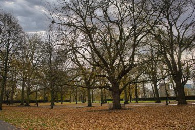  Yeşil Park 'ta çıplak ağaçlarla çevrili patikalar.