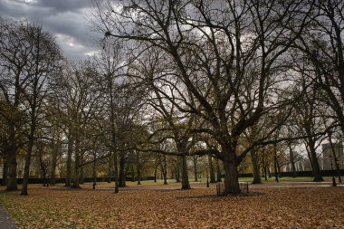  Yeşil Park 'ta çıplak ağaçlarla çevrili patikalar.