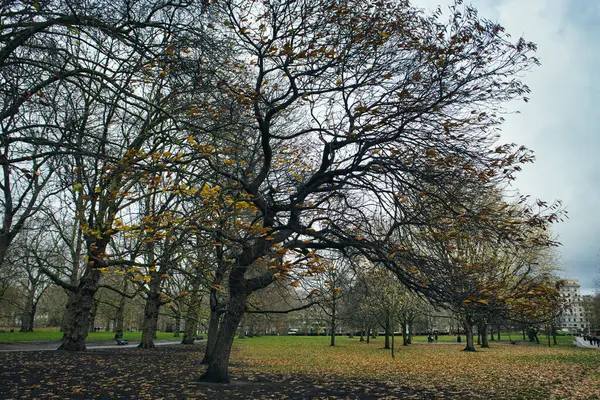 Yeşil Park, Londra, İngiltere'de çıplak ağaçlar çevrili boş iz