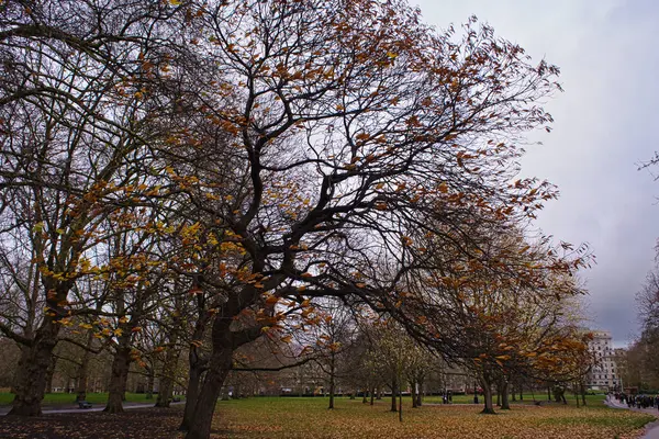 Yeşil Park, Londra, İngiltere'de çıplak ağaçlar çevrili boş iz