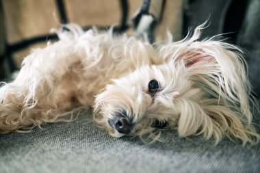 Cute white dog lying on the couch in morning sun rays at home. Animal care. Love and friendship. Domestic animals.