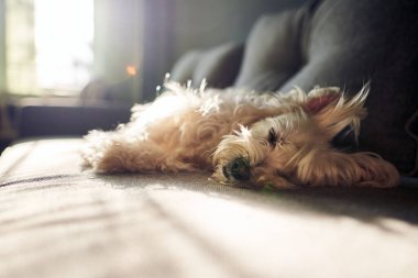 Cute white dog lying on the couch in morning sun rays at home. Animal care. Love and friendship. Domestic animals.