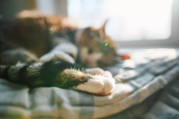 Cute Cat Sleeping Plaid Morning Sun Rays Focus Paws — Fotografia de Stock