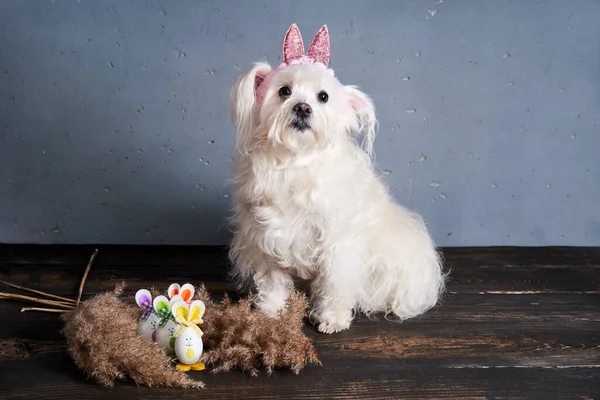 有趣的狗 有兔子耳朵蓝色的背景 可爱的宠物 东方的概念 — 图库照片